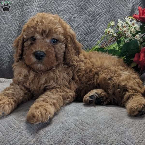 Molly, Mini Goldendoodle Puppy